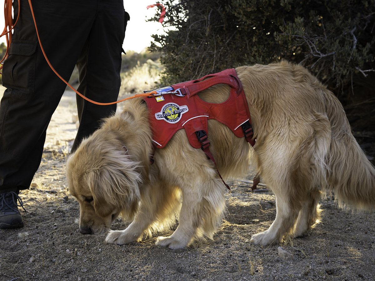 Two dogs out on leads with their walker