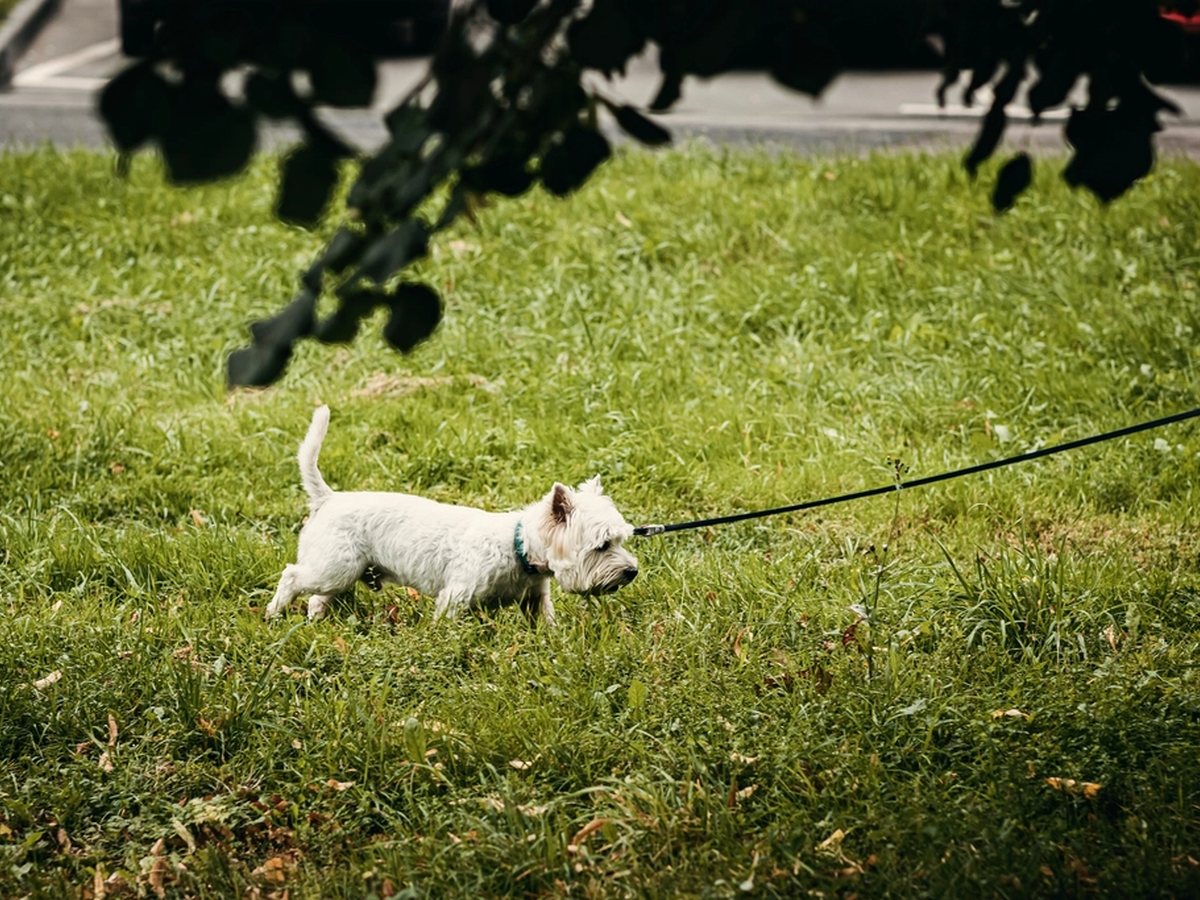 A small white dog out on a leashed walk